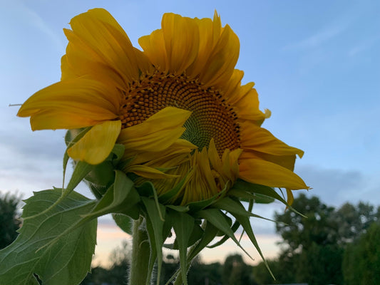 Planting a New Seed
