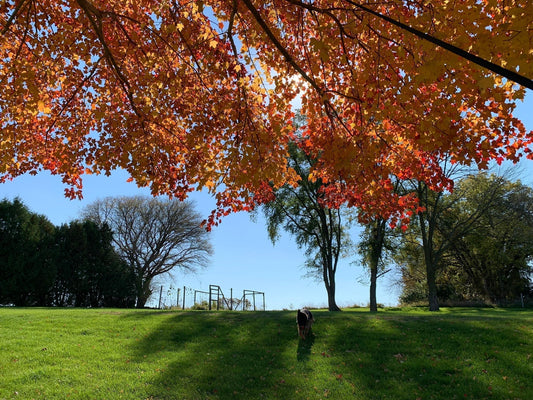 Slow Down for Fall: Seasonal Living Without the Spending