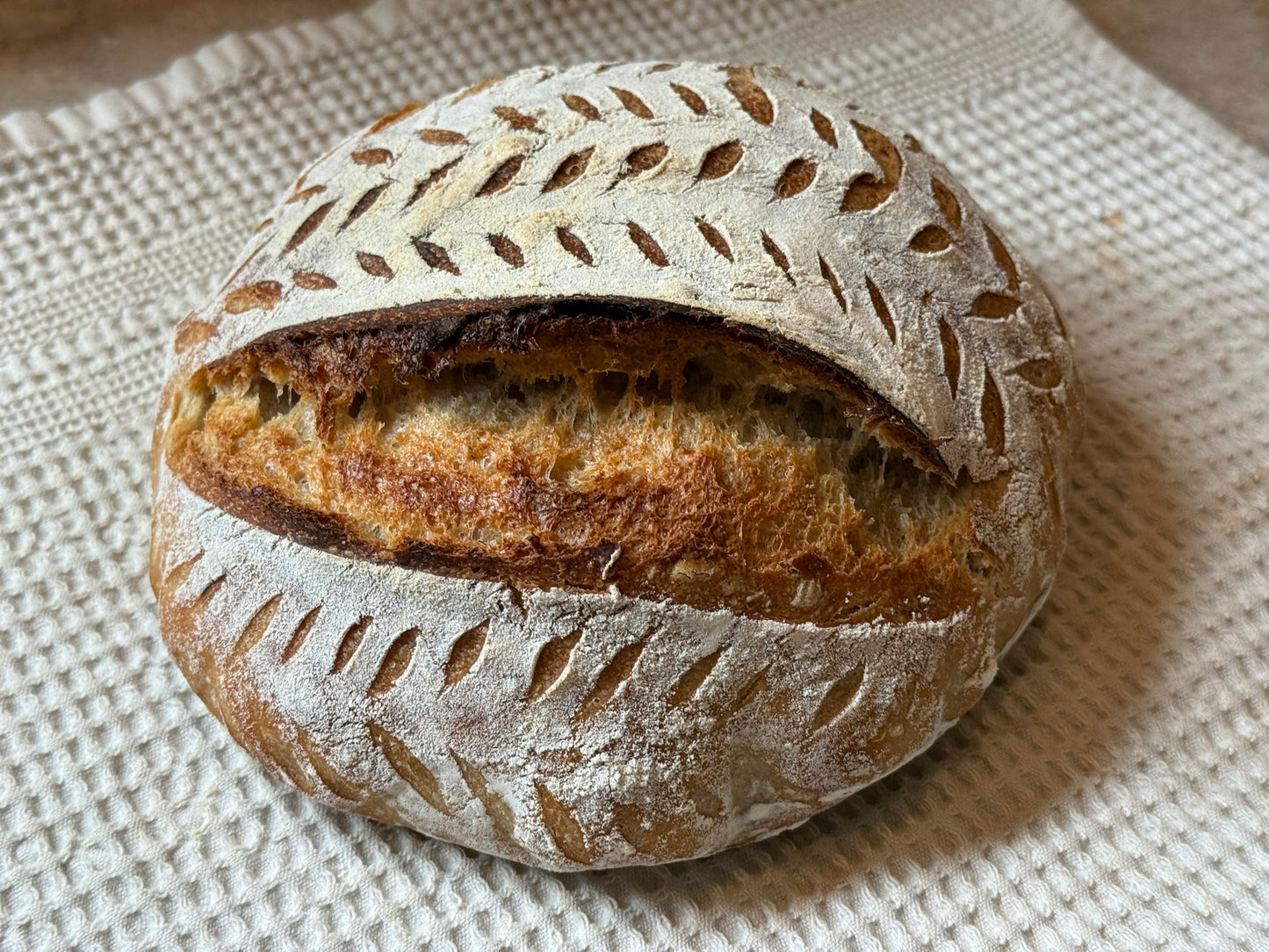 Premium Organic Dehydrated Sourdough Starter